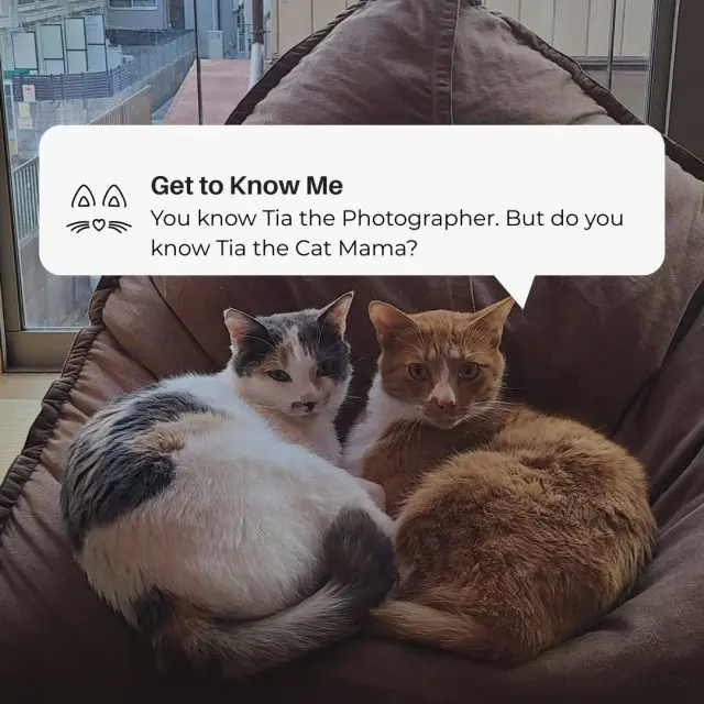 I usually share photography here, but today I wanted to share my fur babies. If you’ve looked at my bio, you’ll know I’m a foodie, an adventurer, a cat mama, and a proud wifey.When I’m not in the studio or traveling, I’m at home with my family. My husband Robert and our three cats keep things lively. We watch comedy shows, cook comfort food, and enjoy being home together.Just a small glimpse into life outside the work.#photography #art #aestheticphotography #photographer #portaitoftheday