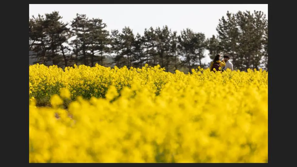 A wide angle back-shot of a couple standing far away in the turnip rape - family photography, Tokyo Portrait Photographer