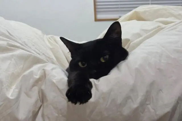 Meet the real boss behind the scenes at TOPTIA Photography 🐾This is my youngest cat, Jiji. She’s 3 years old and she LOVES chasing butterflies, cat grass, and getting belly rubs.She’s a bit skittish, but if she gives you a sniff, let her get to know you so she can make a new friend. Consent queen. Social on her terms. We respect it.She’s pretty active during the day and will try to get her older siblings to play with her… even when they are trying to sleep. I think Shoga and Lea are hiding from Jiji more so than Robert and I.What I love most? Her meows. It’s a high-pitched staccato of meows that sounds like she’s having a full conversation with us. Nothing forlorn or needy. Just curious. Always curious.My advice for fur mamas? Let them be exactly who they are. Even the chaotic butterfly-chasing, sibling-annoying, conversational ones. Especially those ones.Would you like to see another photo of us together?Drop a 🐾 if you’re a fellow fur mama or if Jiji has officially stolen your heart.#catlover #catlife #neko #nekoclub #tokyo