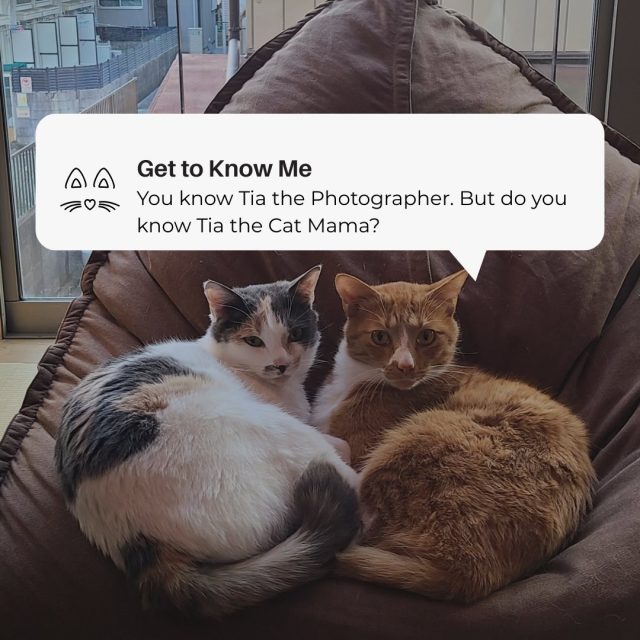 I usually share photography here, but today I wanted to share my fur babies. If you’ve looked at my bio, you’ll know I’m a foodie, an adventurer, a cat mama, and a proud wifey.When I’m not in the studio or traveling, I’m at home with my family. My husband Robert and our three cats keep things lively. We watch comedy shows, cook comfort food, and enjoy being home together.Just a small glimpse into life outside the work.#photography #art #aestheticphotography #photographer #portaitoftheday