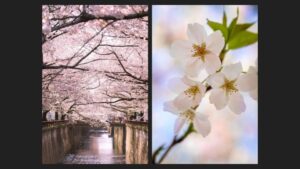 Sakura Cherry Blossom Photography
