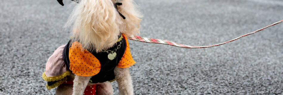 A dog in colorful Halloween costume at some Tokyo street - Tokyo Portrait Photographer, Charlotte Portrait Photographer