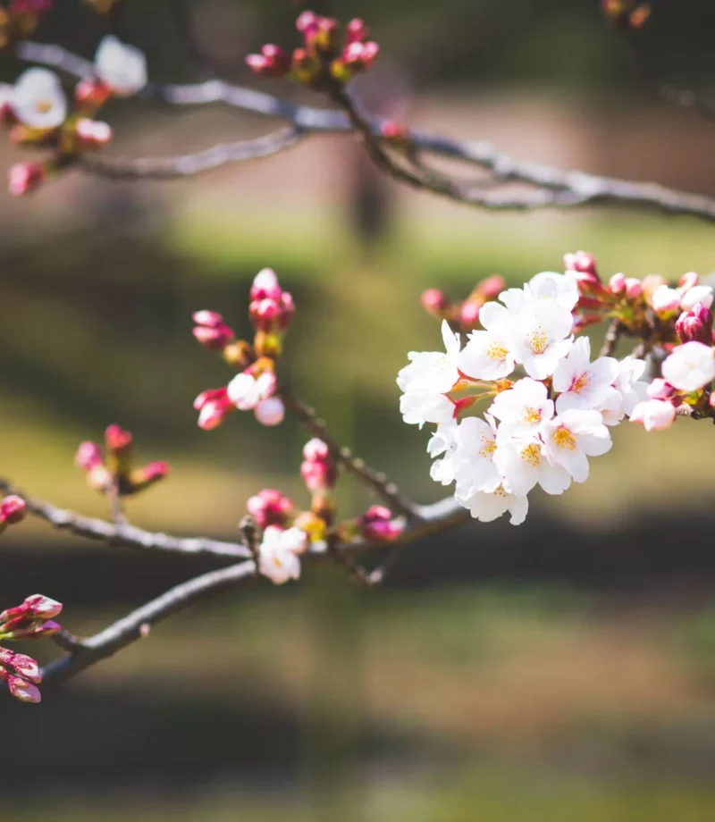 20190325_TheValentinFamily_SakuraPortraits-7