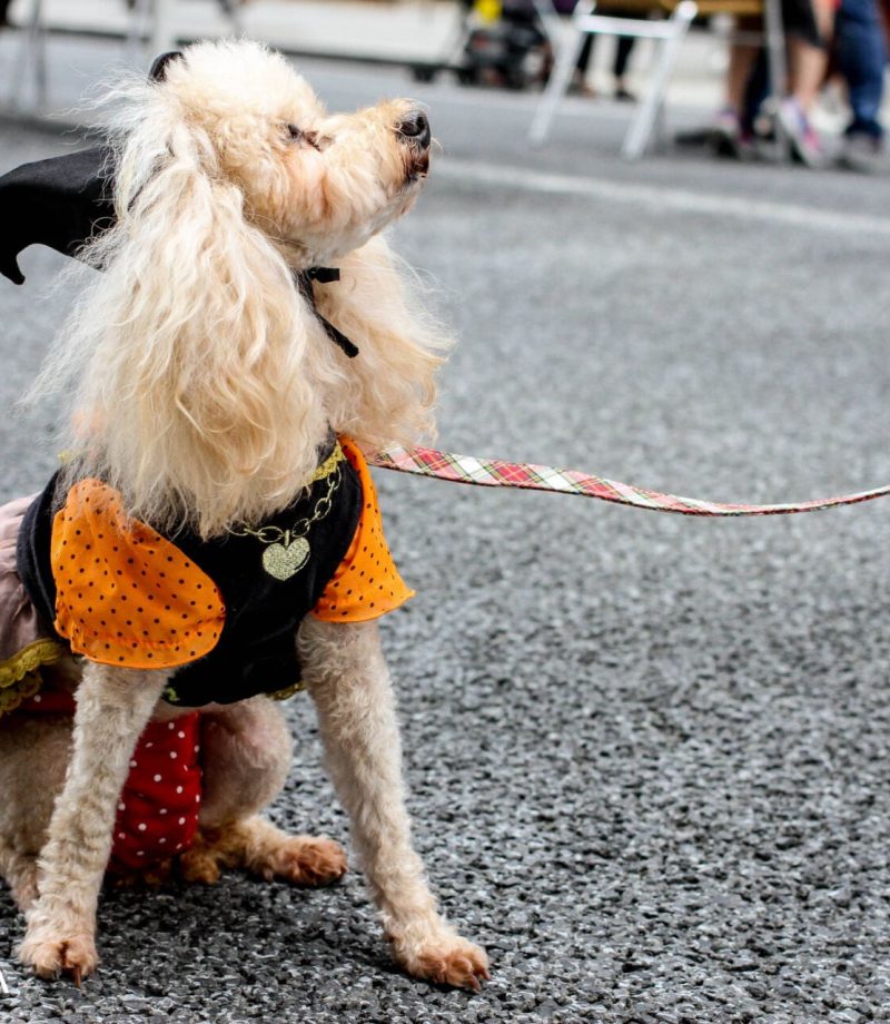 A dog in colorful Halloween costume at some Tokyo street - Tokyo Portrait Photographer, Charlotte Portrait Photographer